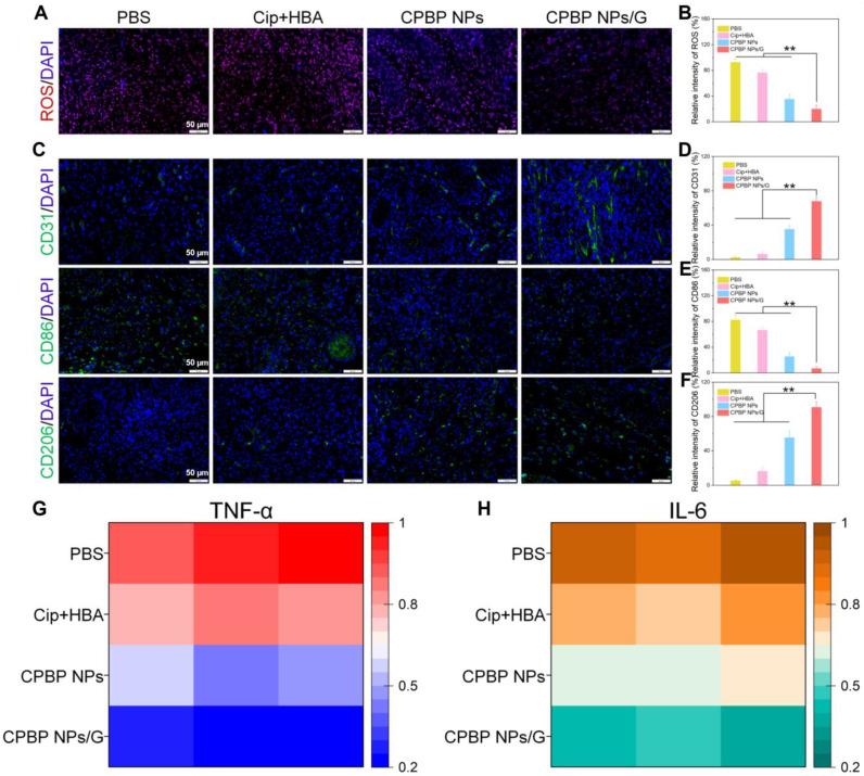 https://cdn.ncbi.nlm.nih.gov/pmc/blobs/fd50/12068296/56513ed24f53/thnov15p5953g008.jpg