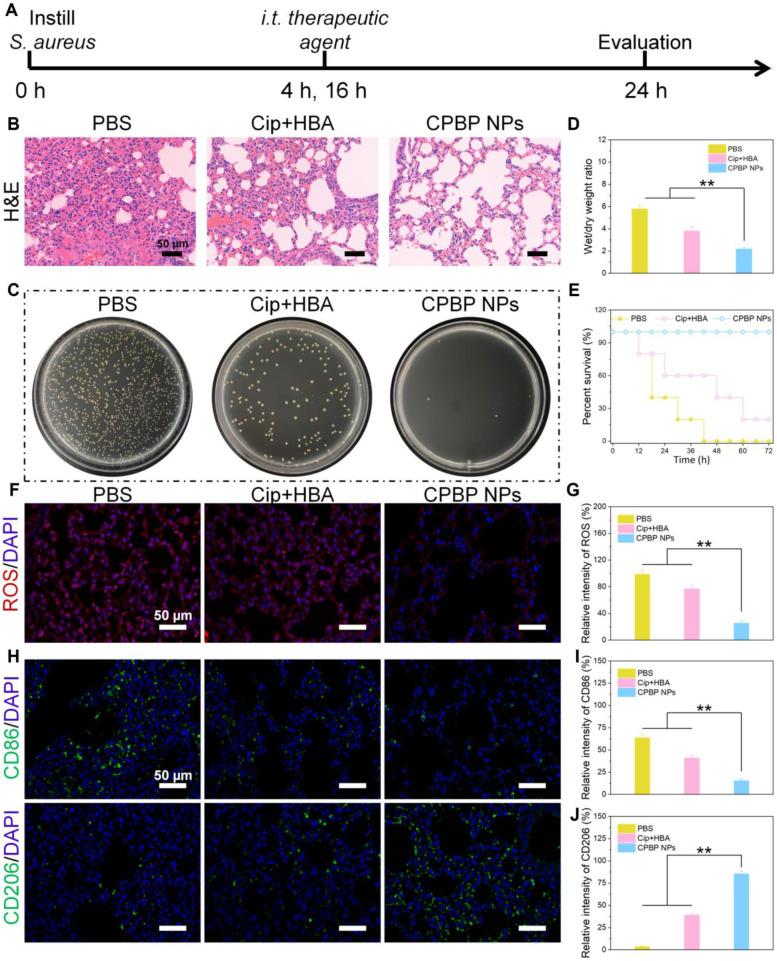 https://cdn.ncbi.nlm.nih.gov/pmc/blobs/fd50/12068296/a555d688de1e/thnov15p5953g005.jpg