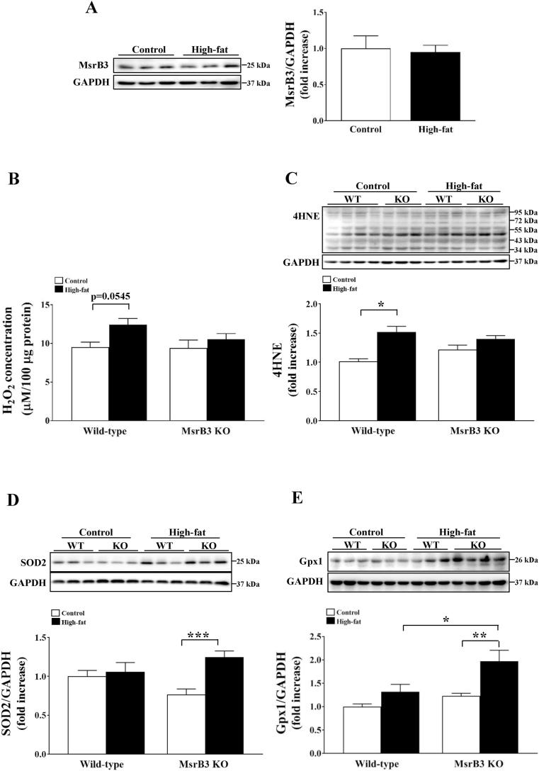 https://cdn.ncbi.nlm.nih.gov/pmc/blobs/fd50/8187883/f2e717a76bdb/gr3.jpg