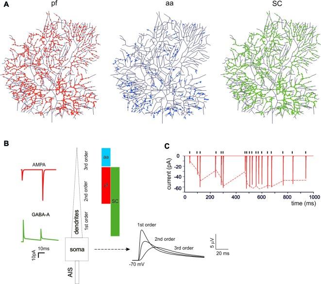 https://cdn.ncbi.nlm.nih.gov/pmc/blobs/fd58/5602117/bb2c2fb2b582/fncel-11-00278-g0001.jpg