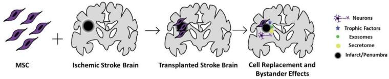 https://cdn.ncbi.nlm.nih.gov/pmc/blobs/fd58/8947674/b96d79970ad2/cells-11-01013-g001.jpg