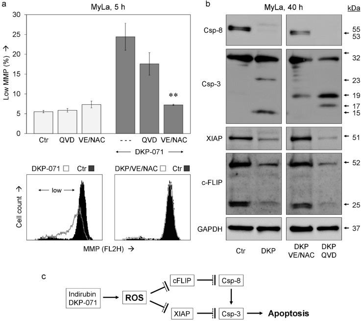https://cdn.ncbi.nlm.nih.gov/pmc/blobs/fd59/6429192/a3e0779d4c9f/ijms-20-01158-g006.jpg