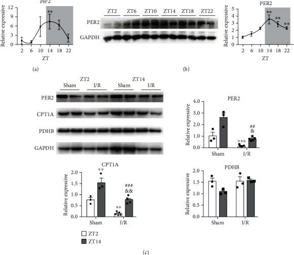 https://cdn.ncbi.nlm.nih.gov/pmc/blobs/fd5a/8519710/497fc3135a4a/OMCL2021-6256399.003.jpg