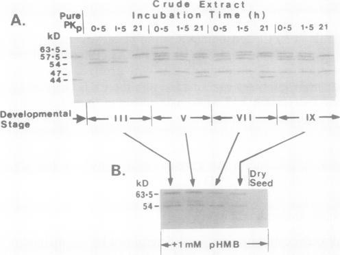 https://cdn.ncbi.nlm.nih.gov/pmc/blobs/fd5e/1081167/245cf880b52d/plntphys00699-0075-b.jpg