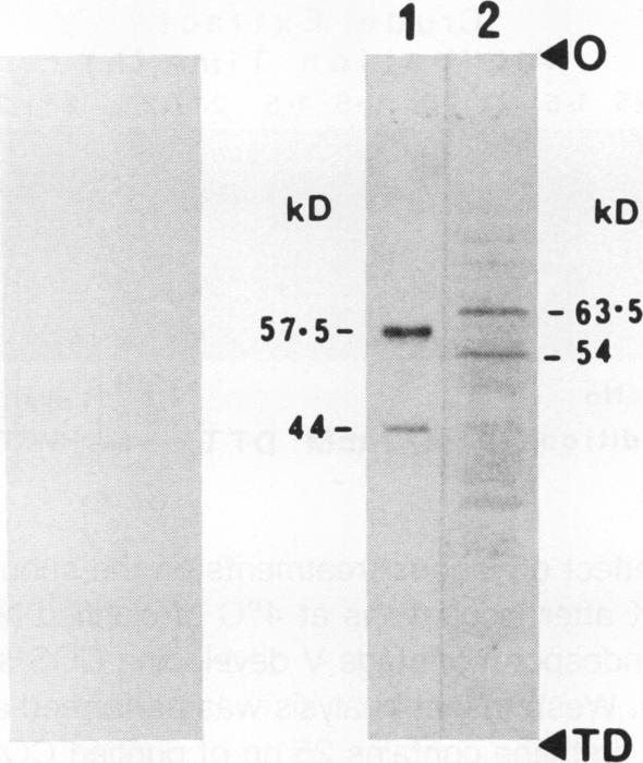 https://cdn.ncbi.nlm.nih.gov/pmc/blobs/fd5e/1081167/5d41f0d34091/plntphys00699-0074-a.jpg