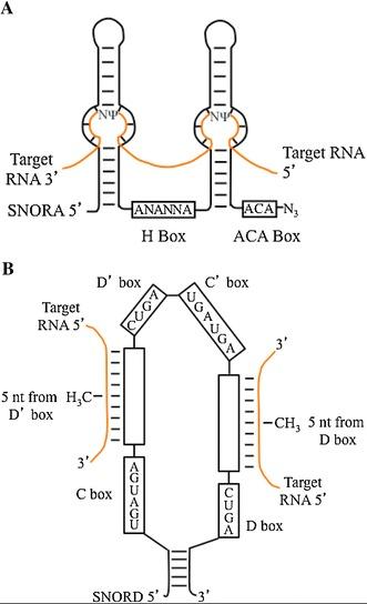 https://cdn.ncbi.nlm.nih.gov/pmc/blobs/fd60/7090452/96d83329acf2/12033_2013_9730_Fig1_HTML.jpg