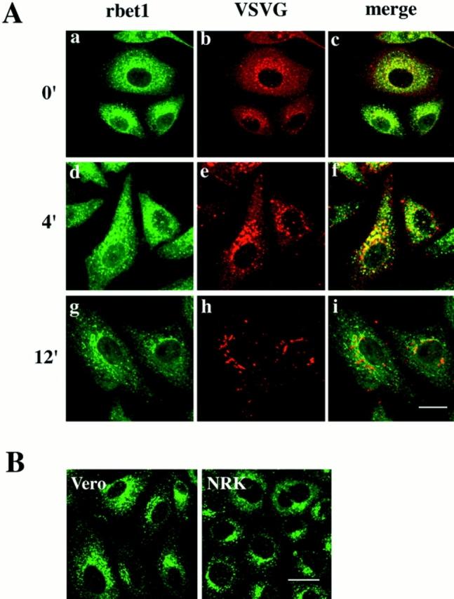 https://cdn.ncbi.nlm.nih.gov/pmc/blobs/fd64/2140212/678deb6c2b9d/JCB.14623f10.jpg