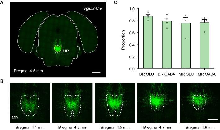 https://cdn.ncbi.nlm.nih.gov/pmc/blobs/fd65/8626088/aaeb6f3d147e/elife-65502-fig4-figsupp1.jpg