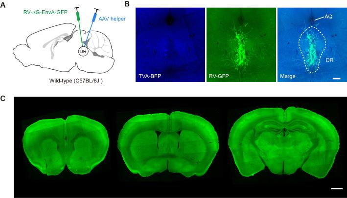 https://cdn.ncbi.nlm.nih.gov/pmc/blobs/fd65/8626088/d3cde5c15a92/elife-65502-fig1-figsupp5.jpg