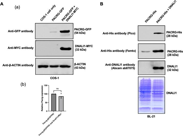 https://cdn.ncbi.nlm.nih.gov/pmc/blobs/fd71/10185345/2d13fdaf292c/elife-79620-fig2.jpg