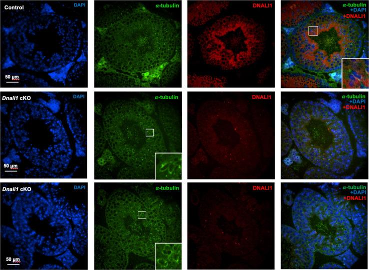https://cdn.ncbi.nlm.nih.gov/pmc/blobs/fd71/10185345/5d21987fc0d3/elife-79620-fig5-figsupp2.jpg