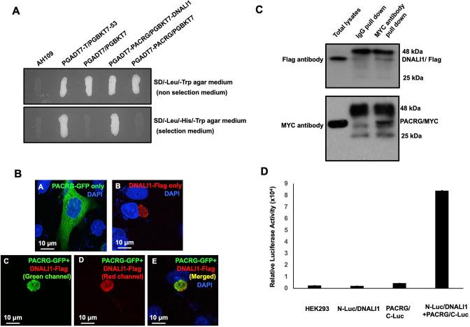 https://cdn.ncbi.nlm.nih.gov/pmc/blobs/fd71/10185345/5e5b21f38426/elife-79620-fig1.jpg