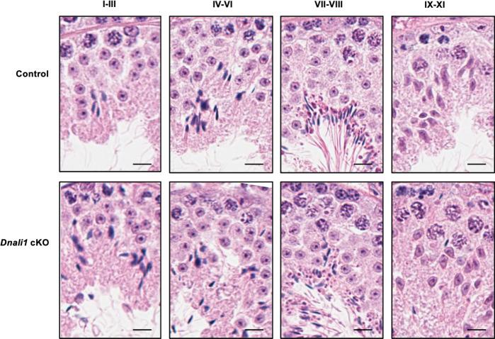 https://cdn.ncbi.nlm.nih.gov/pmc/blobs/fd71/10185345/7fc5fc48fcbe/elife-79620-fig7-figsupp2.jpg