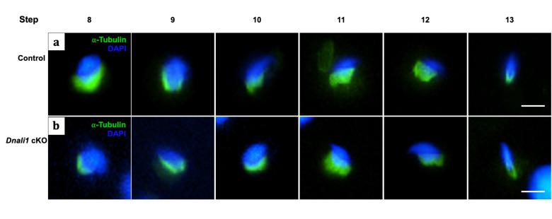 https://cdn.ncbi.nlm.nih.gov/pmc/blobs/fd71/10185345/c2248075e600/elife-79620-fig8.jpg