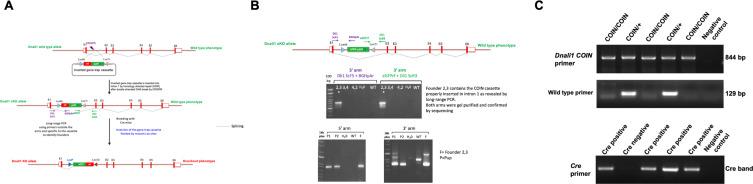 https://cdn.ncbi.nlm.nih.gov/pmc/blobs/fd71/10185345/d0dcd9d1def5/elife-79620-fig5-figsupp1.jpg