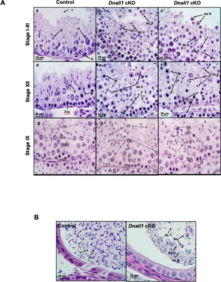 https://cdn.ncbi.nlm.nih.gov/pmc/blobs/fd71/10185345/e2cef54942d6/elife-79620-fig7.jpg