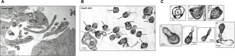 https://cdn.ncbi.nlm.nih.gov/pmc/blobs/fd71/10185345/e74862a8c75d/elife-79620-fig9-figsupp1.jpg