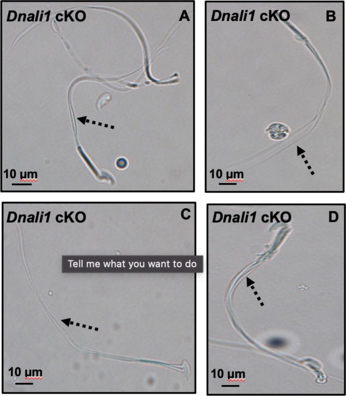 https://cdn.ncbi.nlm.nih.gov/pmc/blobs/fd71/10185345/f99fb944ff5c/elife-79620-fig6-figsupp1.jpg