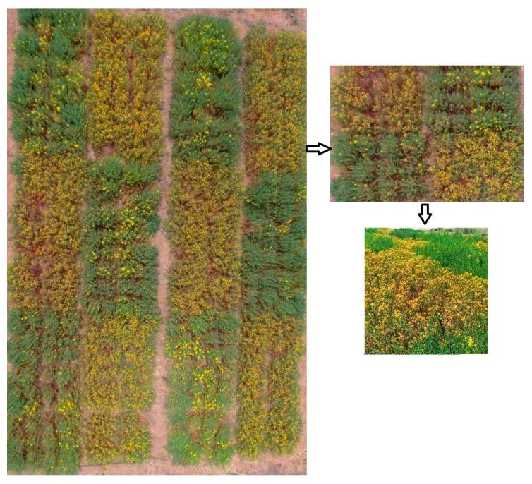 https://cdn.ncbi.nlm.nih.gov/pmc/blobs/fd73/11679836/6b7012074478/plants-13-03573-g001.jpg