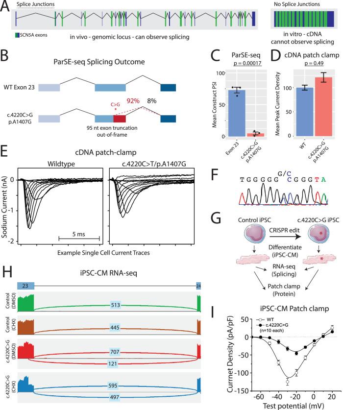 https://cdn.ncbi.nlm.nih.gov/pmc/blobs/fd78/11437130/10148fcc4565/41467_2024_52474_Fig6_HTML.jpg