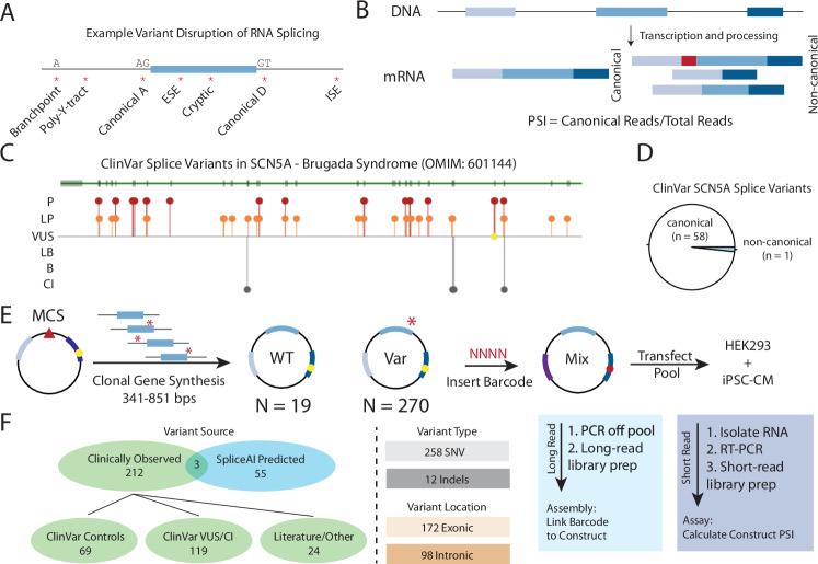 https://cdn.ncbi.nlm.nih.gov/pmc/blobs/fd78/11437130/da94b5c2a43d/41467_2024_52474_Fig1_HTML.jpg