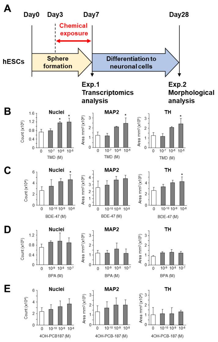 https://cdn.ncbi.nlm.nih.gov/pmc/blobs/fd79/7432054/d2532c7257d7/ijms-21-05564-g001.jpg