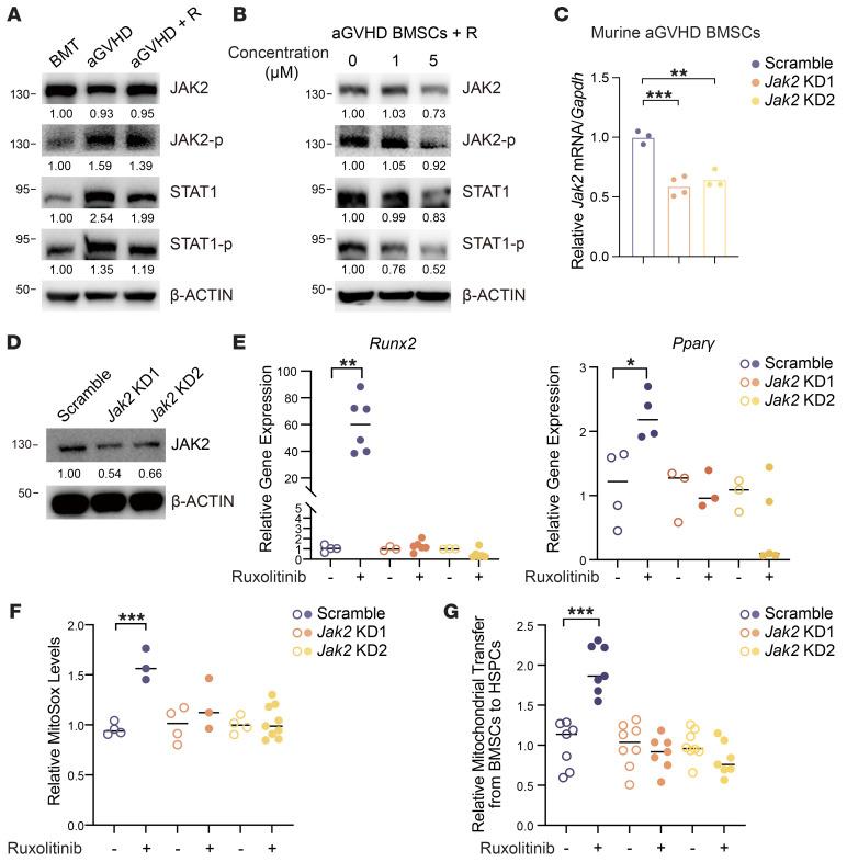 https://cdn.ncbi.nlm.nih.gov/pmc/blobs/fd7a/10378163/5bc071b77aa7/jci-133-162201-g133.jpg