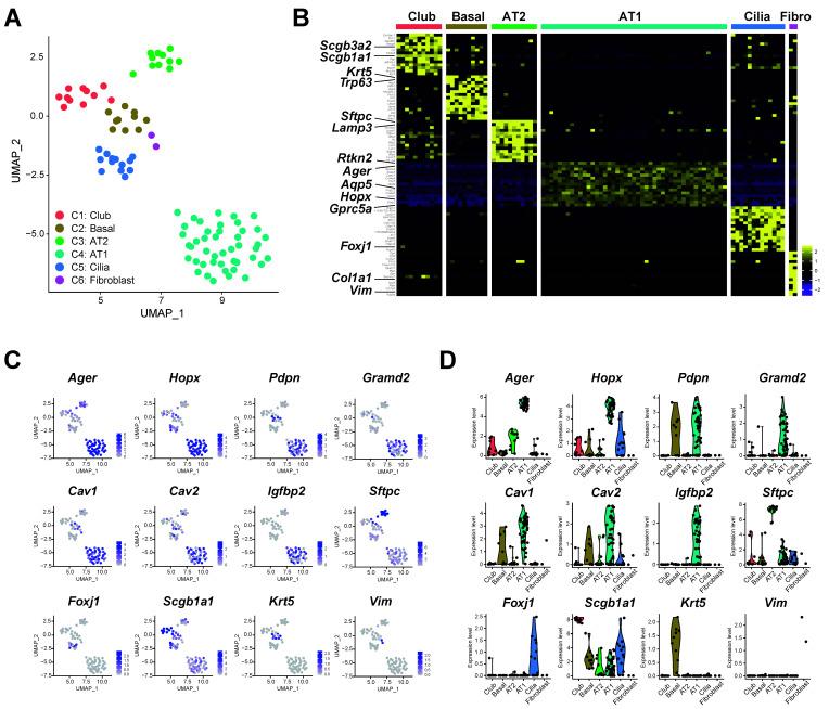 https://cdn.ncbi.nlm.nih.gov/pmc/blobs/fd7b/7697677/086c0d8a5099/cells-09-02460-g002.jpg
