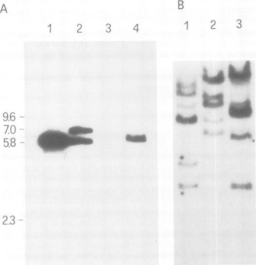 https://cdn.ncbi.nlm.nih.gov/pmc/blobs/fd7d/557729/bb3b1e2fdfef/emboj00315-0110-a.jpg