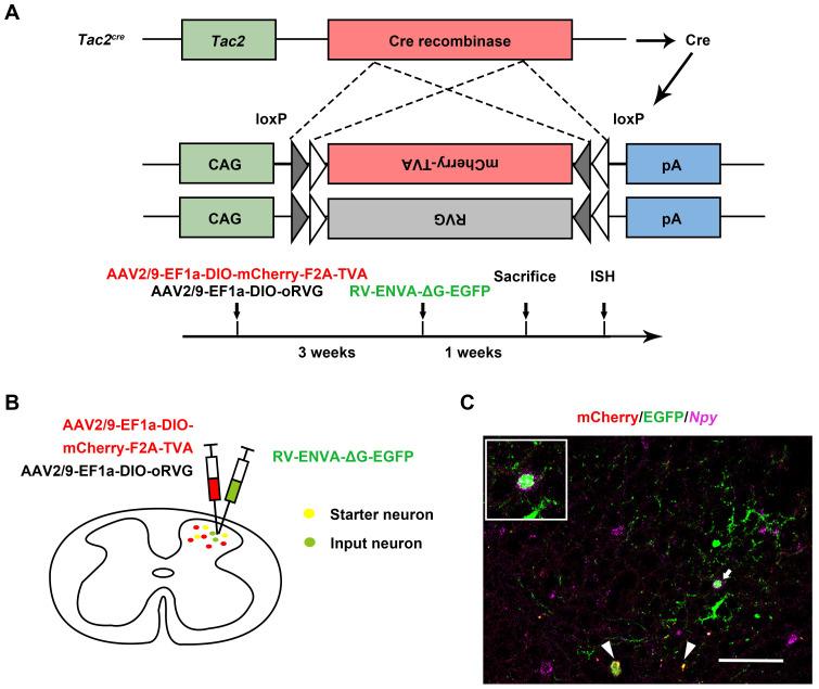 https://cdn.ncbi.nlm.nih.gov/pmc/blobs/fd7e/10750199/e6666459da91/thnov14p0363g002.jpg