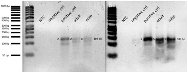 https://cdn.ncbi.nlm.nih.gov/pmc/blobs/fd7f/7692050/7072d6ea2bf1/viruses-12-01218-g007.jpg