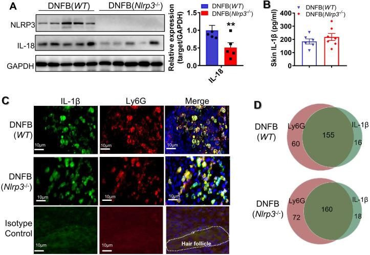 https://cdn.ncbi.nlm.nih.gov/pmc/blobs/fd83/11758165/7f4d45befd39/fimmu-15-1450887-g003.jpg