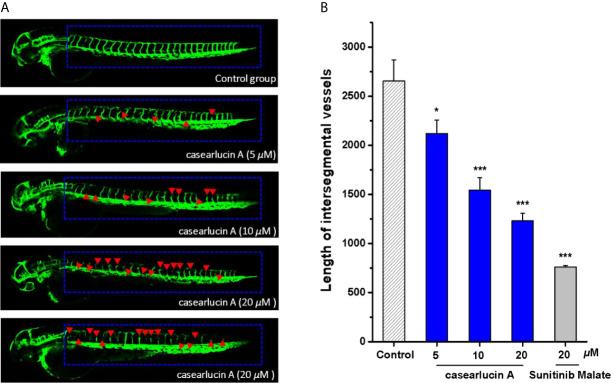 https://cdn.ncbi.nlm.nih.gov/pmc/blobs/fd8b/8267910/1c0608ea0da1/fonc-11-688195-g008.jpg
