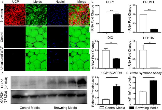 https://cdn.ncbi.nlm.nih.gov/pmc/blobs/fd8d/5962549/1ecd4b06af78/41598_2018_25866_Fig4_HTML.jpg