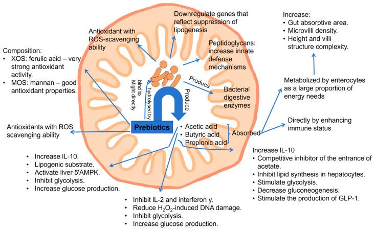 https://cdn.ncbi.nlm.nih.gov/pmc/blobs/fd92/12189978/4b526263ae0d/antioxidants-14-00754-g007.jpg