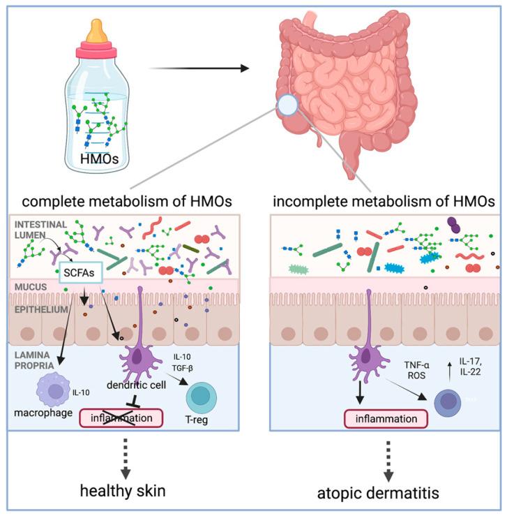 https://cdn.ncbi.nlm.nih.gov/pmc/blobs/fd92/12189978/7d47b0ef9b9d/antioxidants-14-00754-g009.jpg