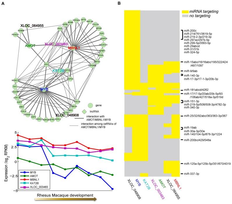 https://cdn.ncbi.nlm.nih.gov/pmc/blobs/fd94/5100587/4b45e58521ae/gkw587fig3.jpg