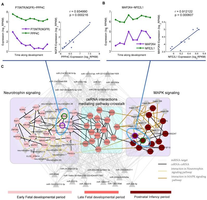 https://cdn.ncbi.nlm.nih.gov/pmc/blobs/fd94/5100587/4fd10d184c2e/gkw587fig5.jpg