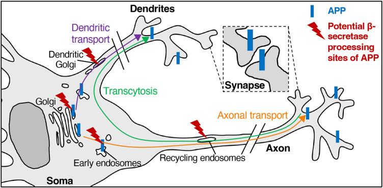 https://cdn.ncbi.nlm.nih.gov/pmc/blobs/fd97/11555708/3052a6d56099/BCJ-481-1297-g0003.jpg