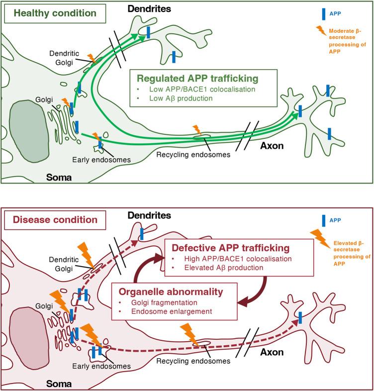 https://cdn.ncbi.nlm.nih.gov/pmc/blobs/fd97/11555708/c6ec02d04b98/BCJ-481-1297-g0005.jpg