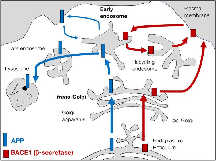 https://cdn.ncbi.nlm.nih.gov/pmc/blobs/fd97/11555708/d9b5f1c9ec12/BCJ-481-1297-g0002.jpg