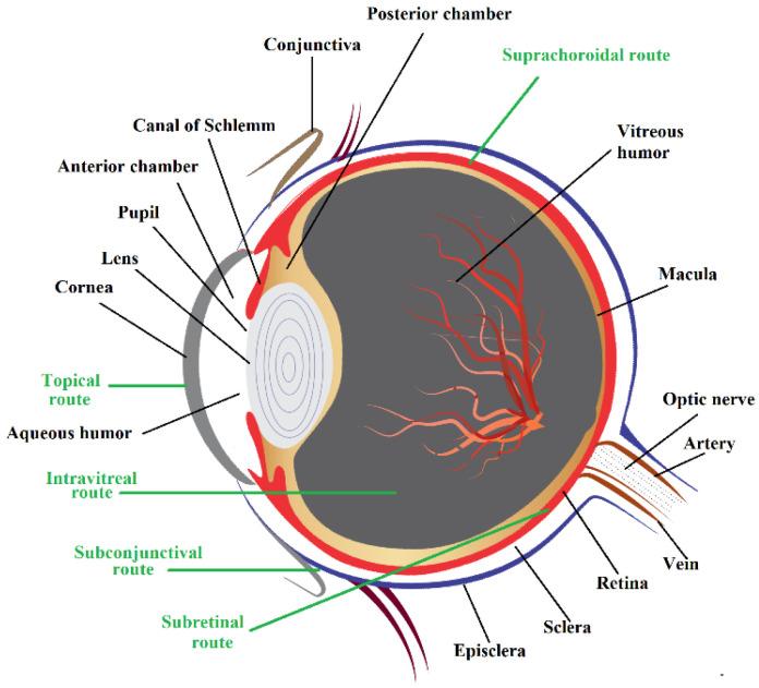https://cdn.ncbi.nlm.nih.gov/pmc/blobs/fd97/8955373/0171a28ff8b0/pharmaceutics-14-00533-g001.jpg
