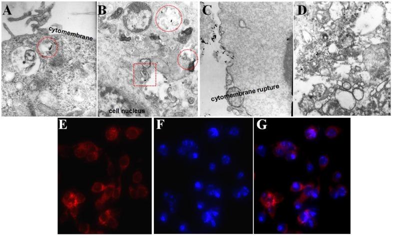 https://cdn.ncbi.nlm.nih.gov/pmc/blobs/fd9c/4329499/18cebbe2e173/thnov05p0345g006.jpg