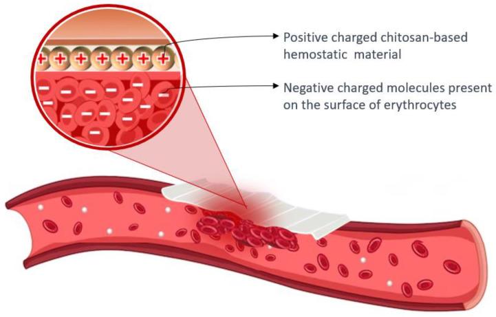 https://cdn.ncbi.nlm.nih.gov/pmc/blobs/fd9d/10342007/9393476b0811/ijms-24-10540-g005.jpg