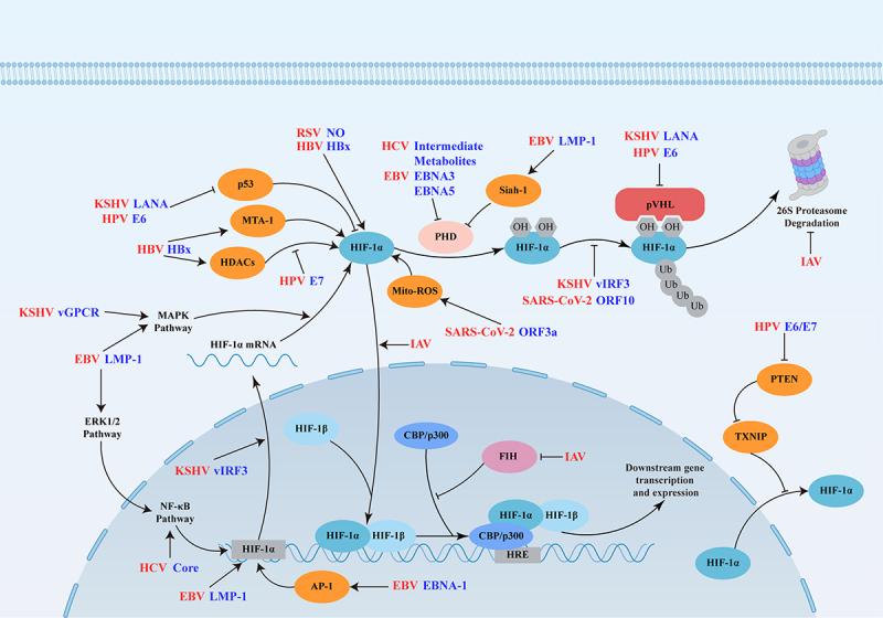 https://cdn.ncbi.nlm.nih.gov/pmc/blobs/fda1/12351755/8819c0e05d55/KVIR_A_2546680_F0001_OC.jpg