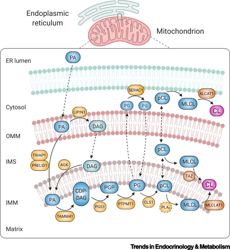https://cdn.ncbi.nlm.nih.gov/pmc/blobs/fda2/8277580/de6e930c0836/gr3.jpg