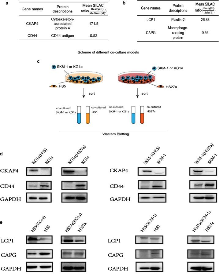 https://cdn.ncbi.nlm.nih.gov/pmc/blobs/fda4/6637644/7adf1fd4cd2e/12014_2019_9249_Fig8a_HTML.jpg