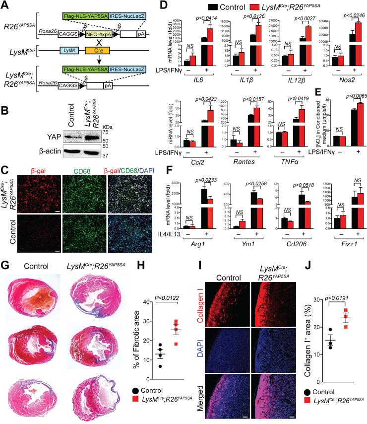 https://cdn.ncbi.nlm.nih.gov/pmc/blobs/fda6/7735680/19bc26681792/pbio.3000941.g007.jpg