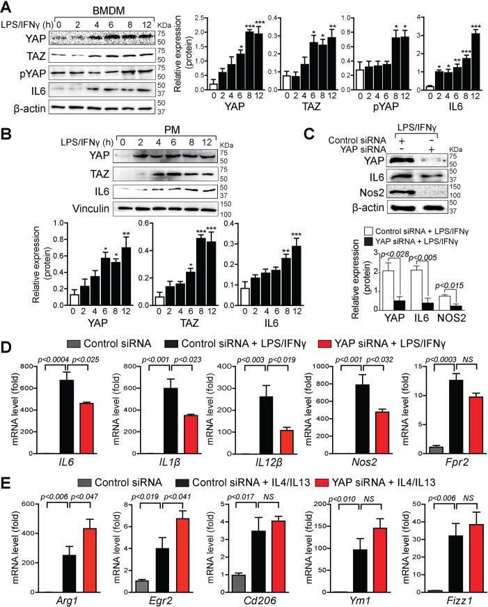 https://cdn.ncbi.nlm.nih.gov/pmc/blobs/fda6/7735680/4b10fa23c24f/pbio.3000941.g001.jpg