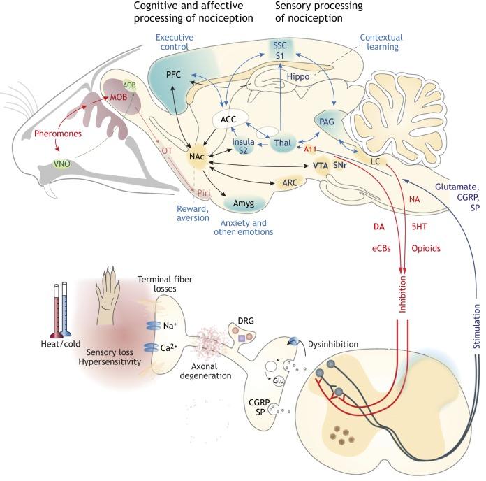 https://cdn.ncbi.nlm.nih.gov/pmc/blobs/fdb0/6602317/c41bcb3df478/dmm-12-039396-g2.jpg